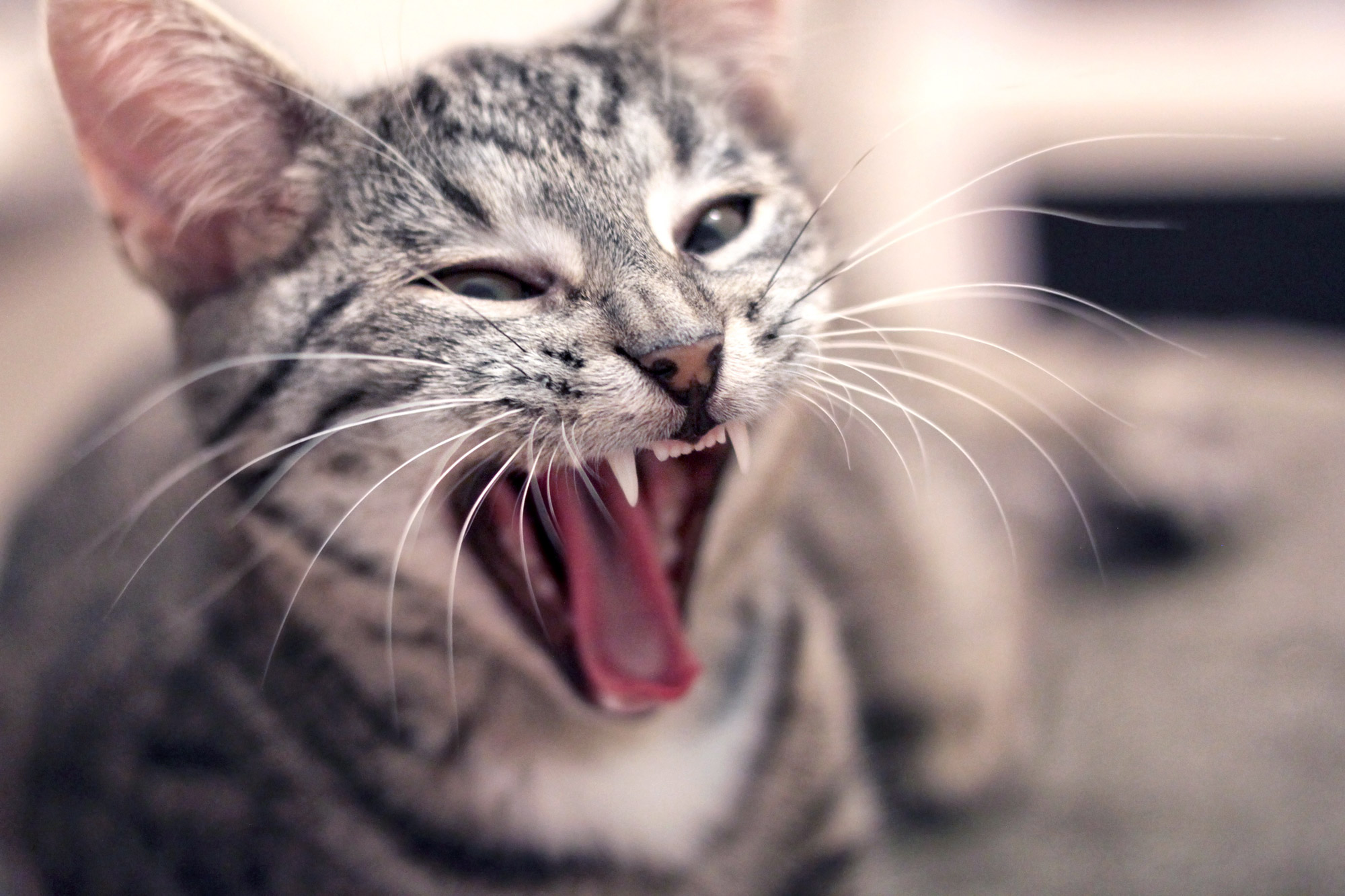 Yawning Cat