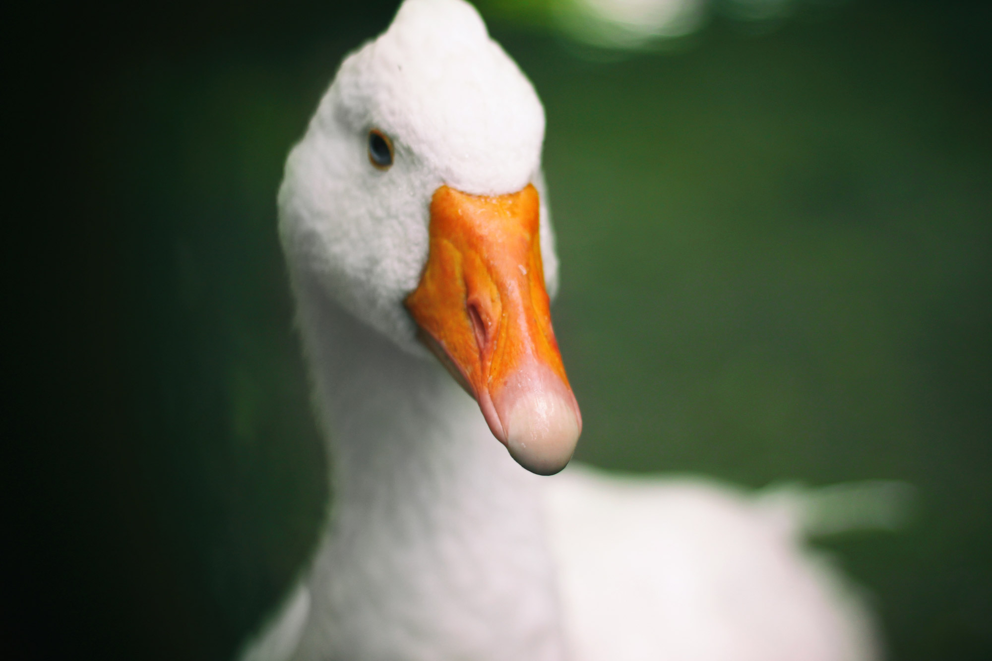 Goose