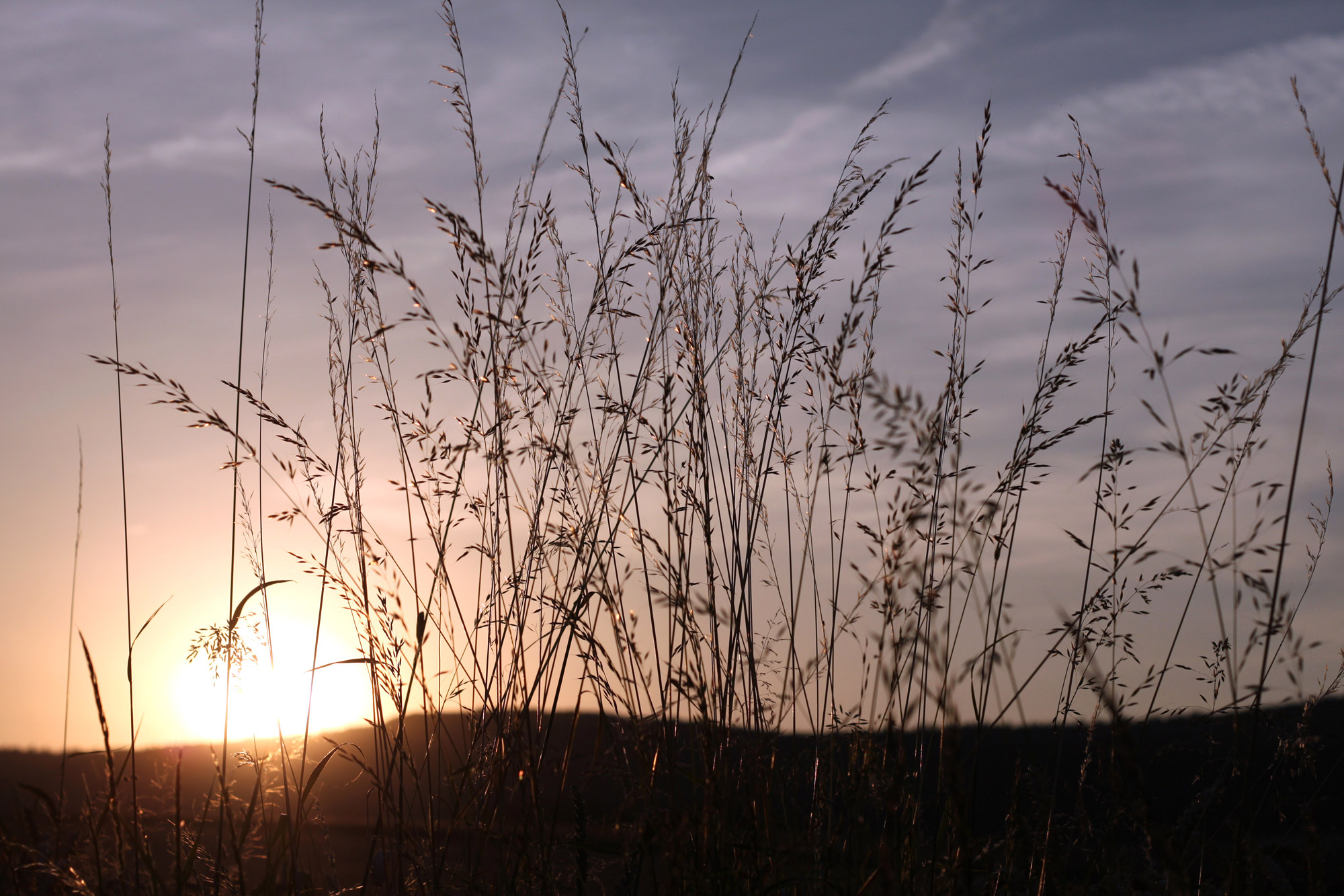 Gräser Sonnenuntergang