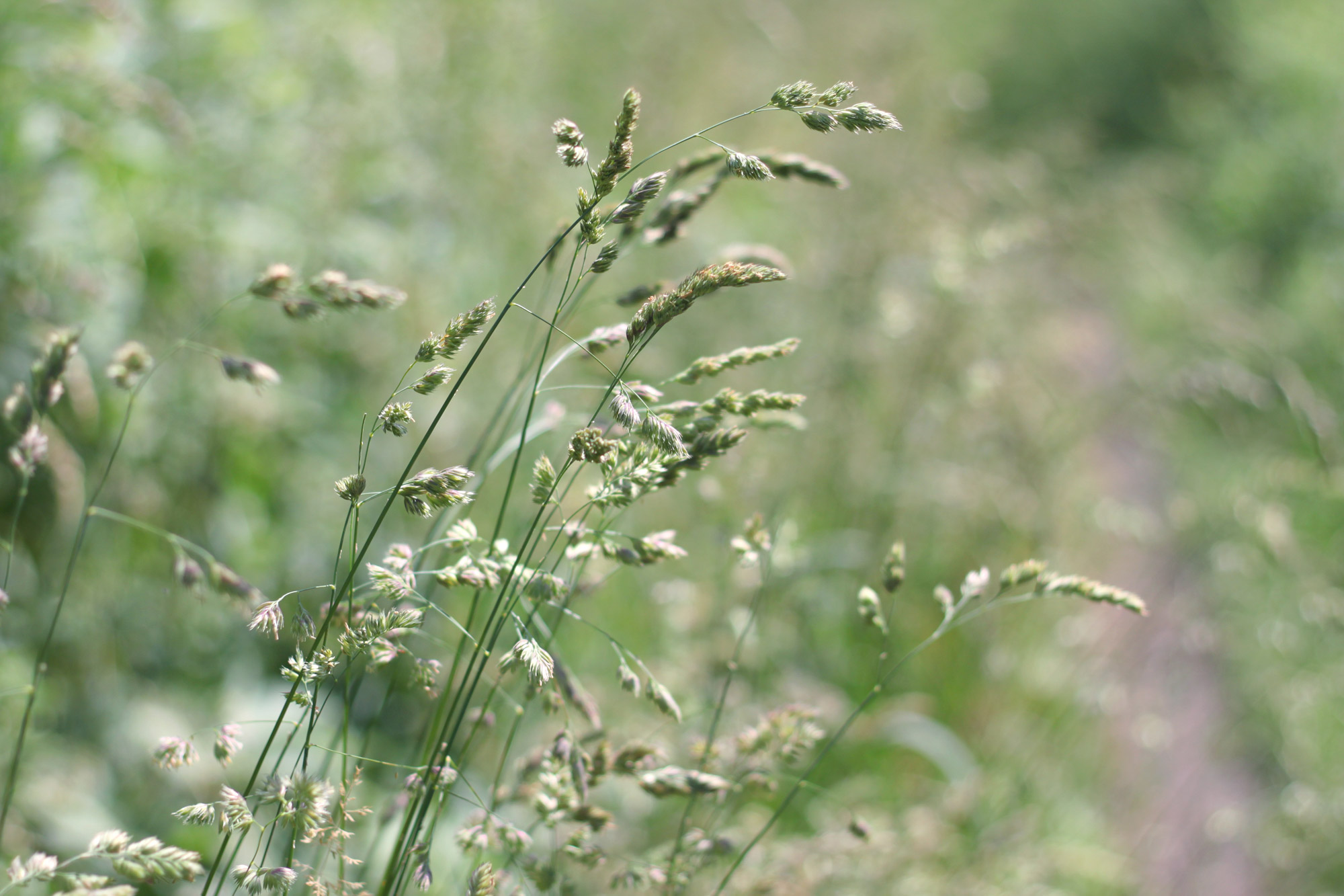 Grasses Meadow