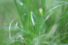 Gras Grashalme