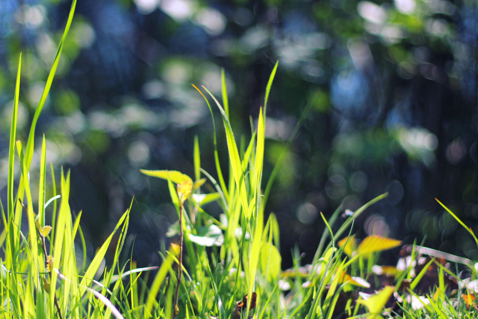 Grass Blades Meadow