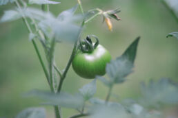 Grüne Tomate