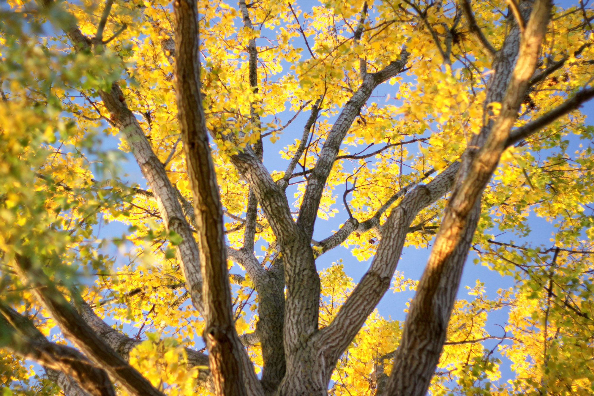 Herbstbaum