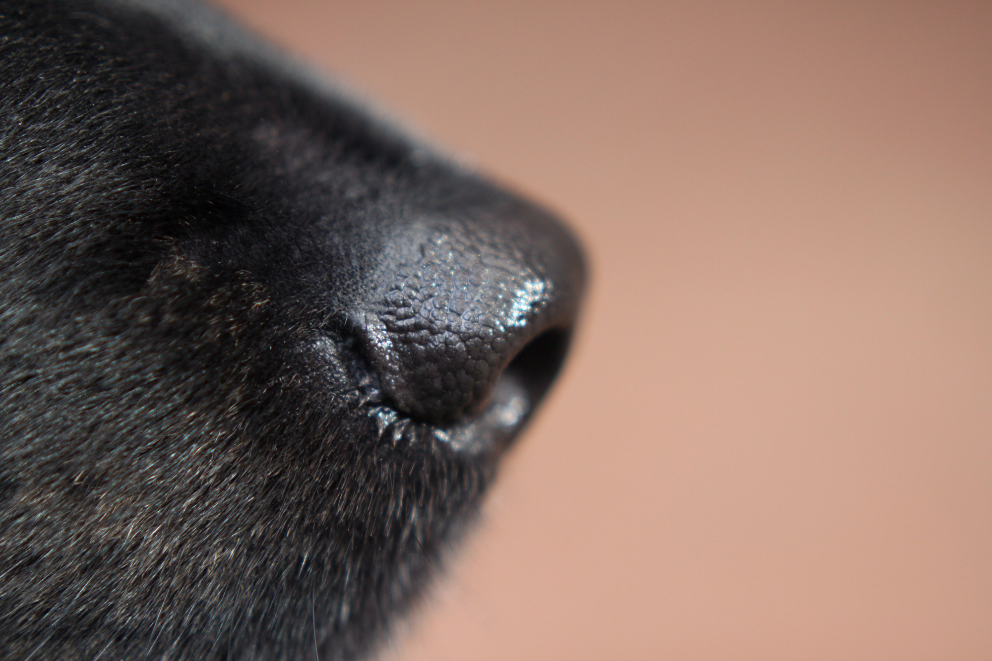 Dog Nose