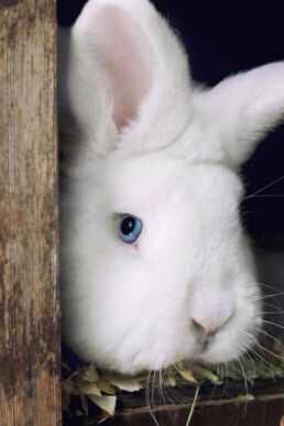 Kaninchen weiß