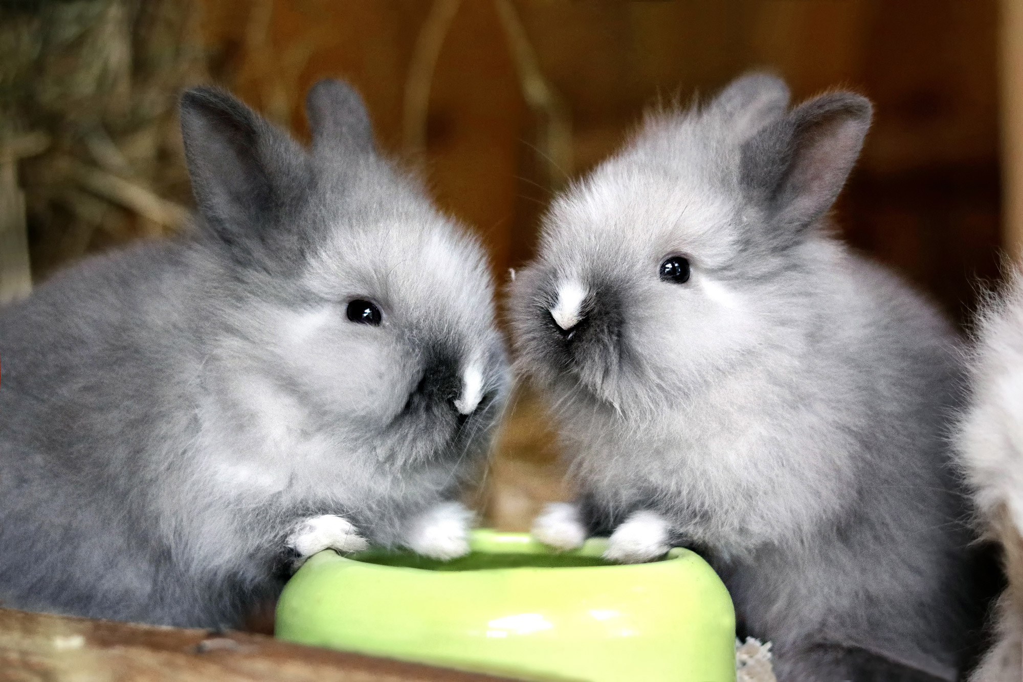 Baby Bunnies