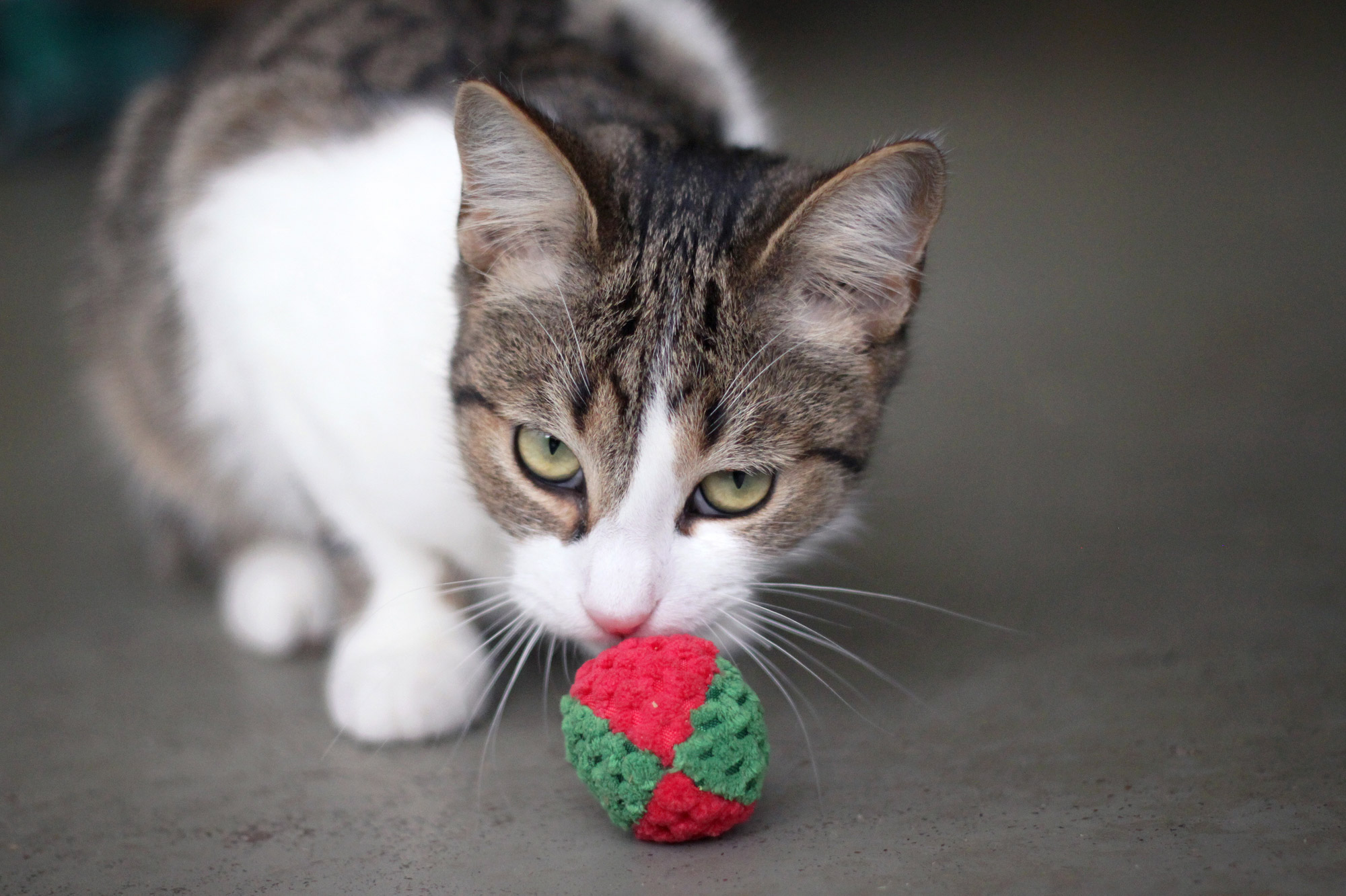 Katze mit Ball