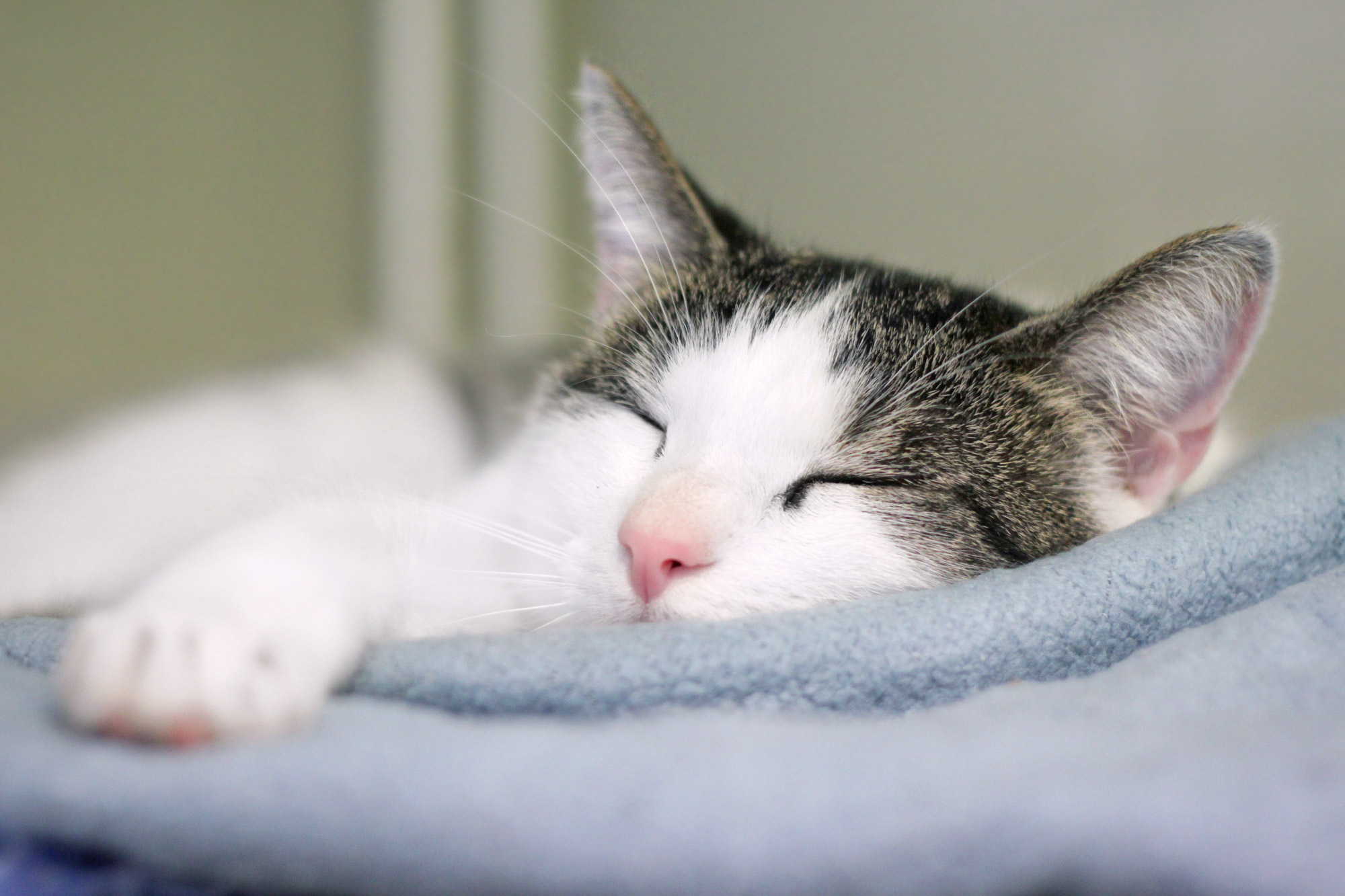 Cat Sleeping - Free Images Download | Titania Foto