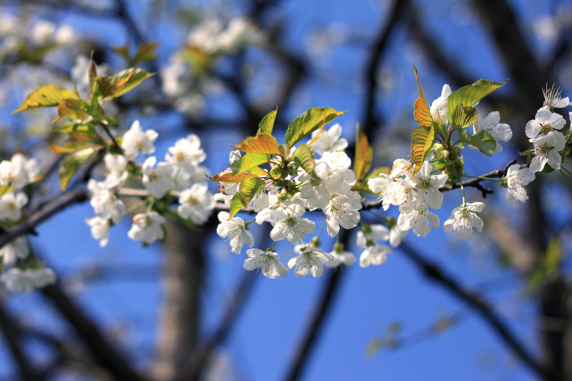 Kirschblüten Ast