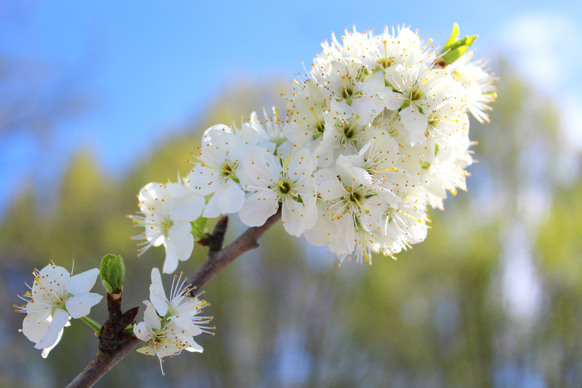 Kirschblüten Ast