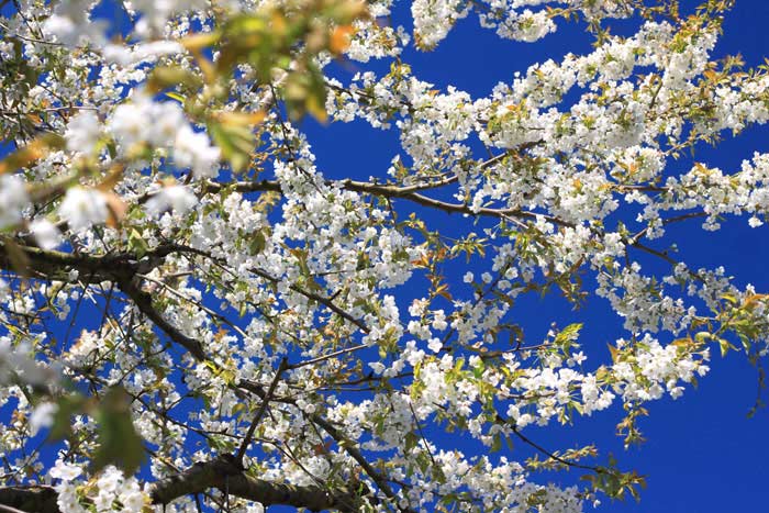 Kirschblüten Kirschbaum kostenlose Bilder download