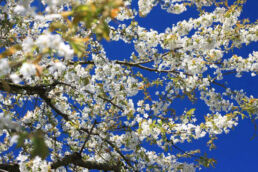 Kirschblüten Kirschbaum