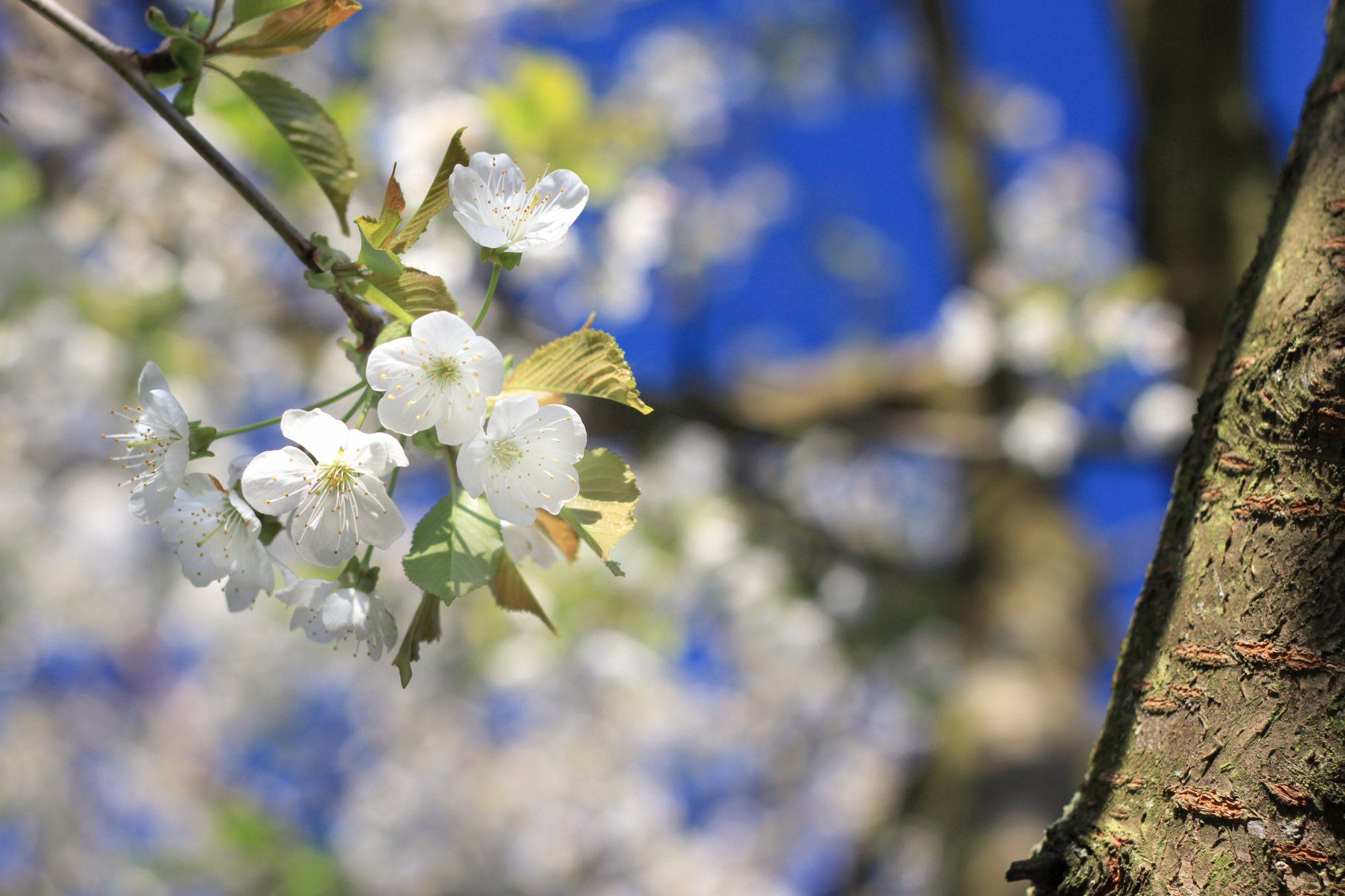 Fiori Ciliegio Immagini Gratis Da Scaricare Titania Foto