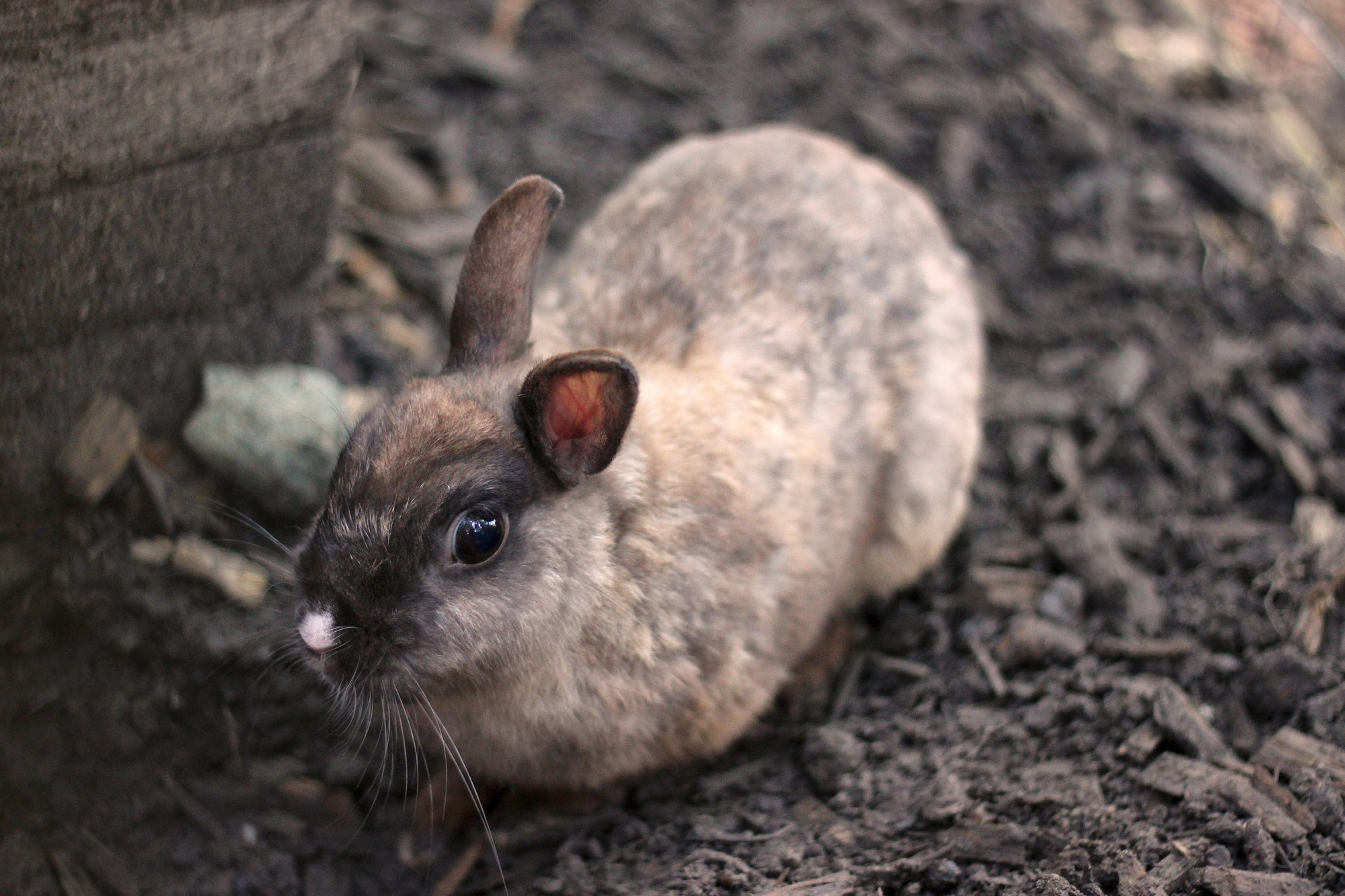 Kleines Kaninchen