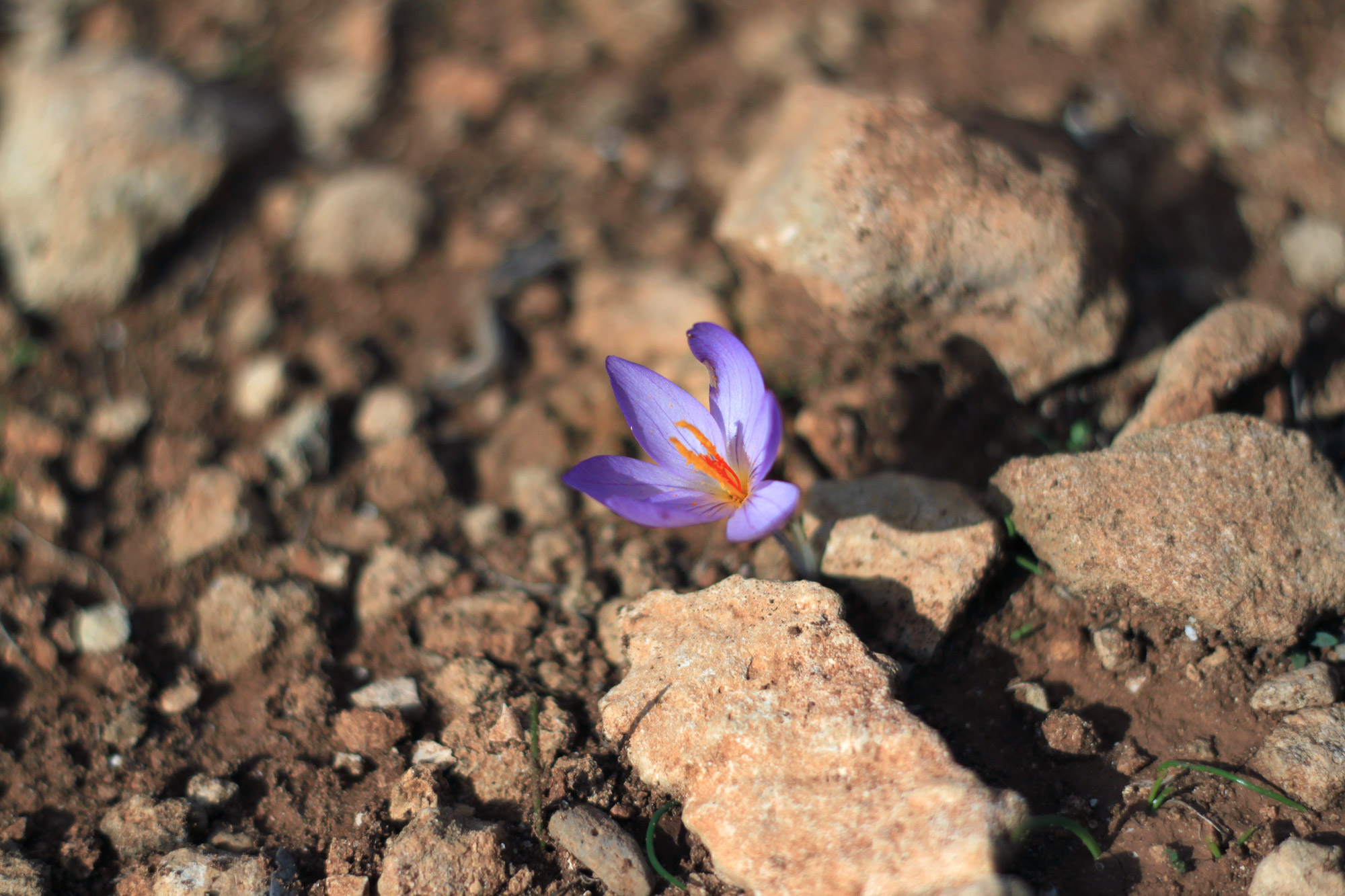 Crocus violet