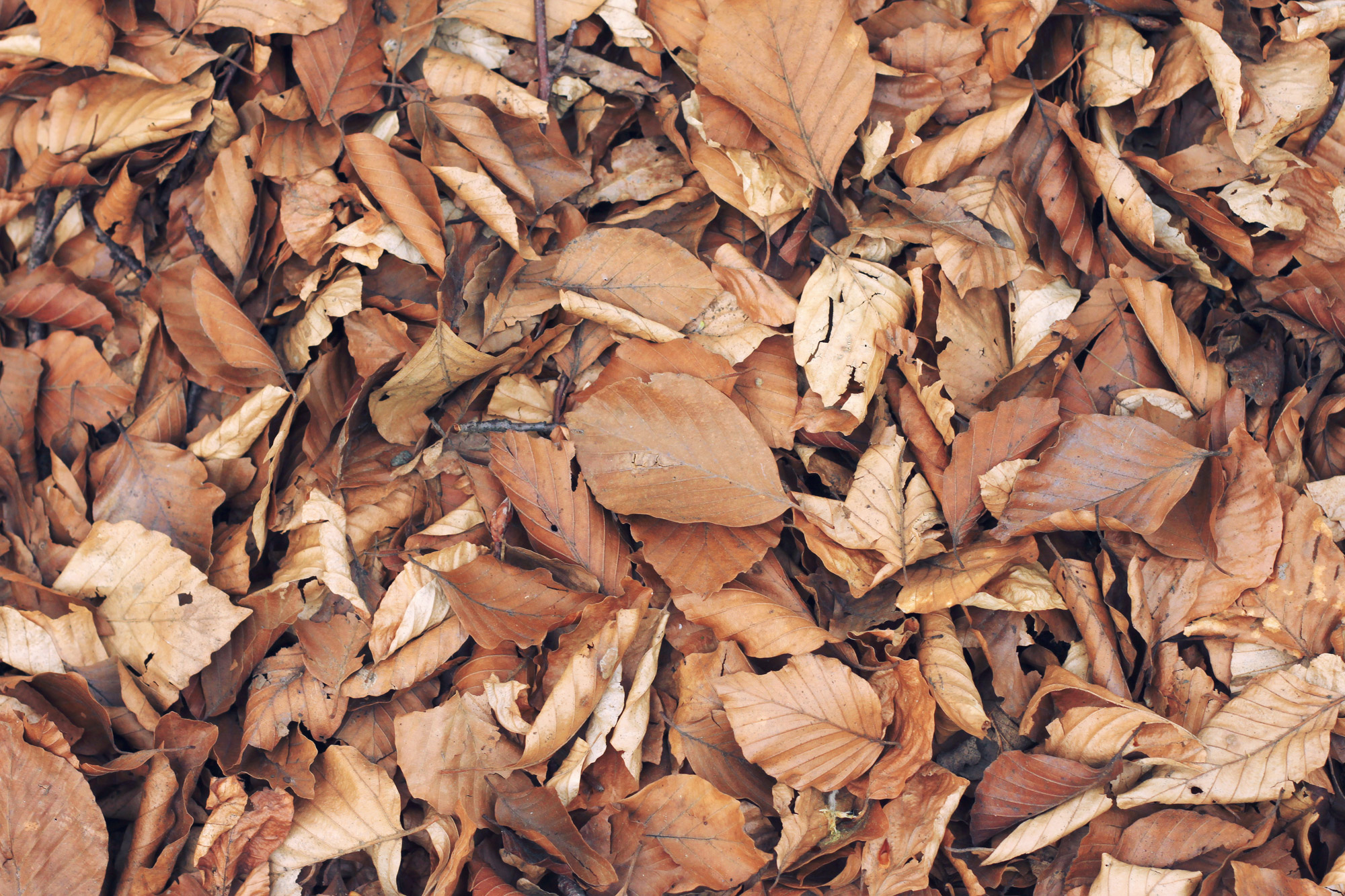 Autumn Leaves Forest Floor