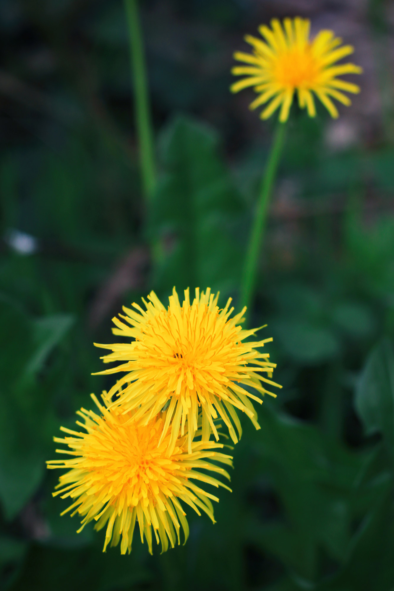 Löwenzahn Blumen