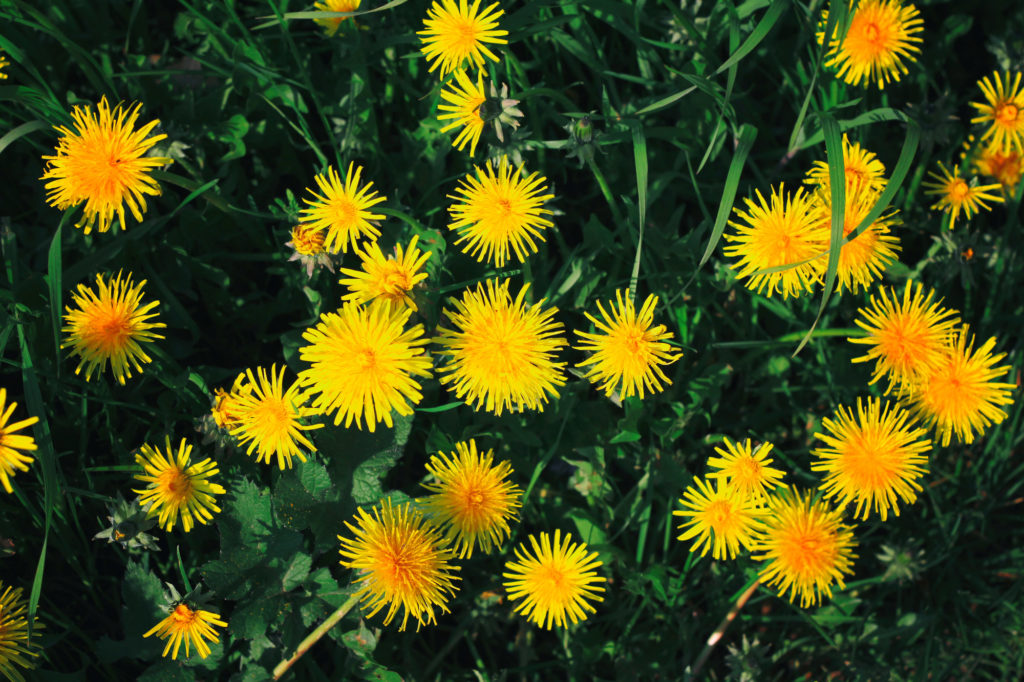 Löwenzahn Wiese kostenlose Bilder download Titania Foto