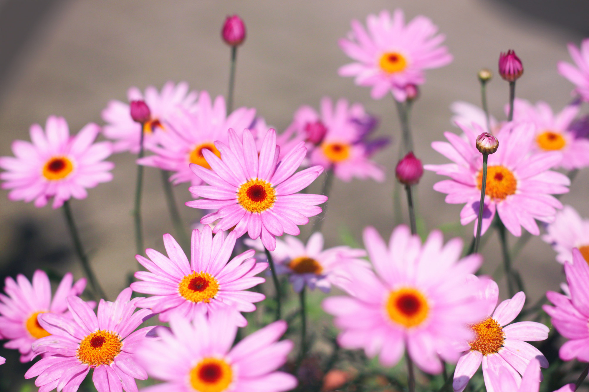 Margeriten Blüten rosa