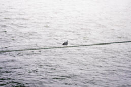 Möwe Schiffstau
