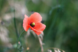 Mohn Blüte