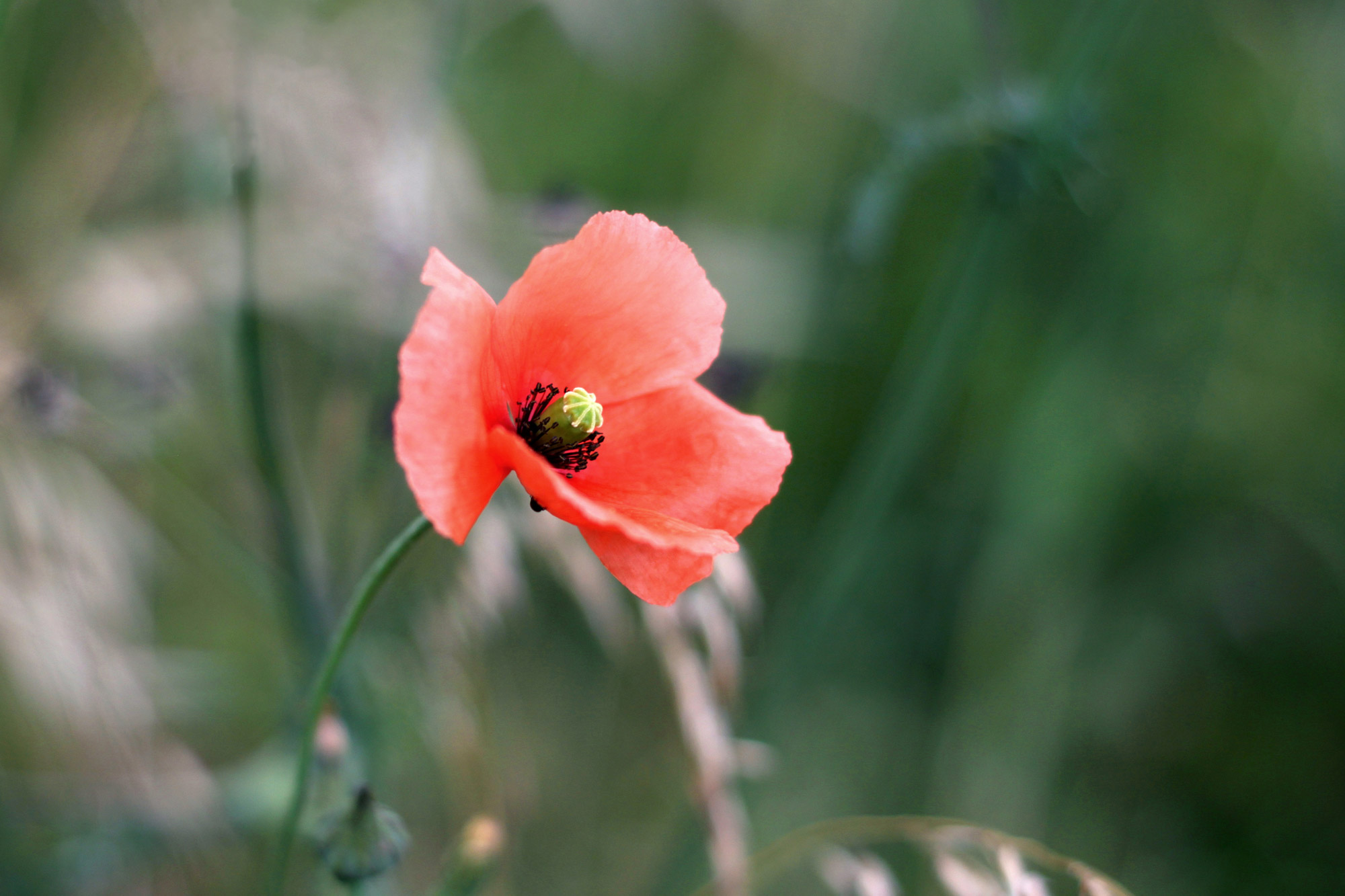 Mohn Blüte