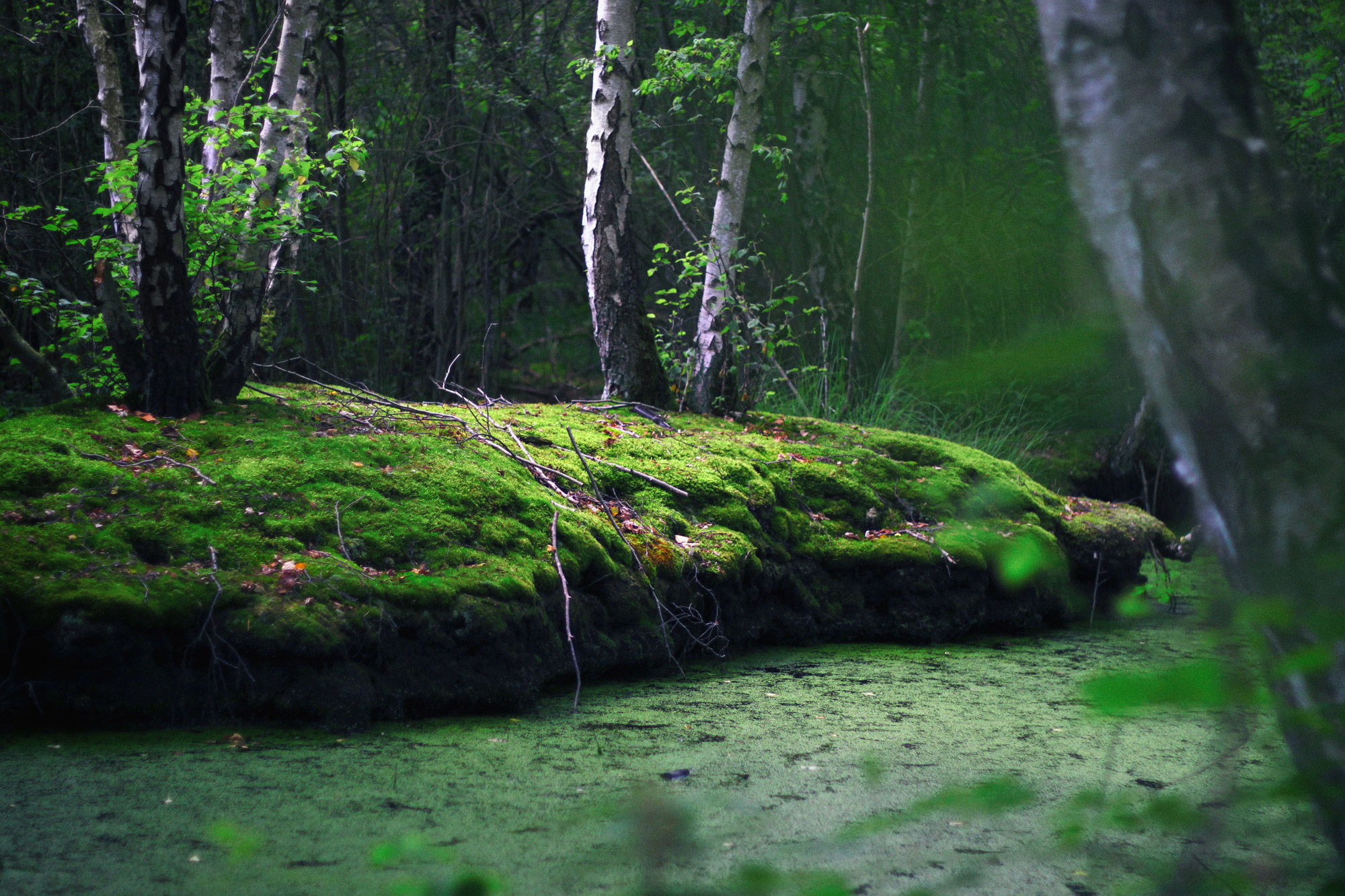 Bog Forest