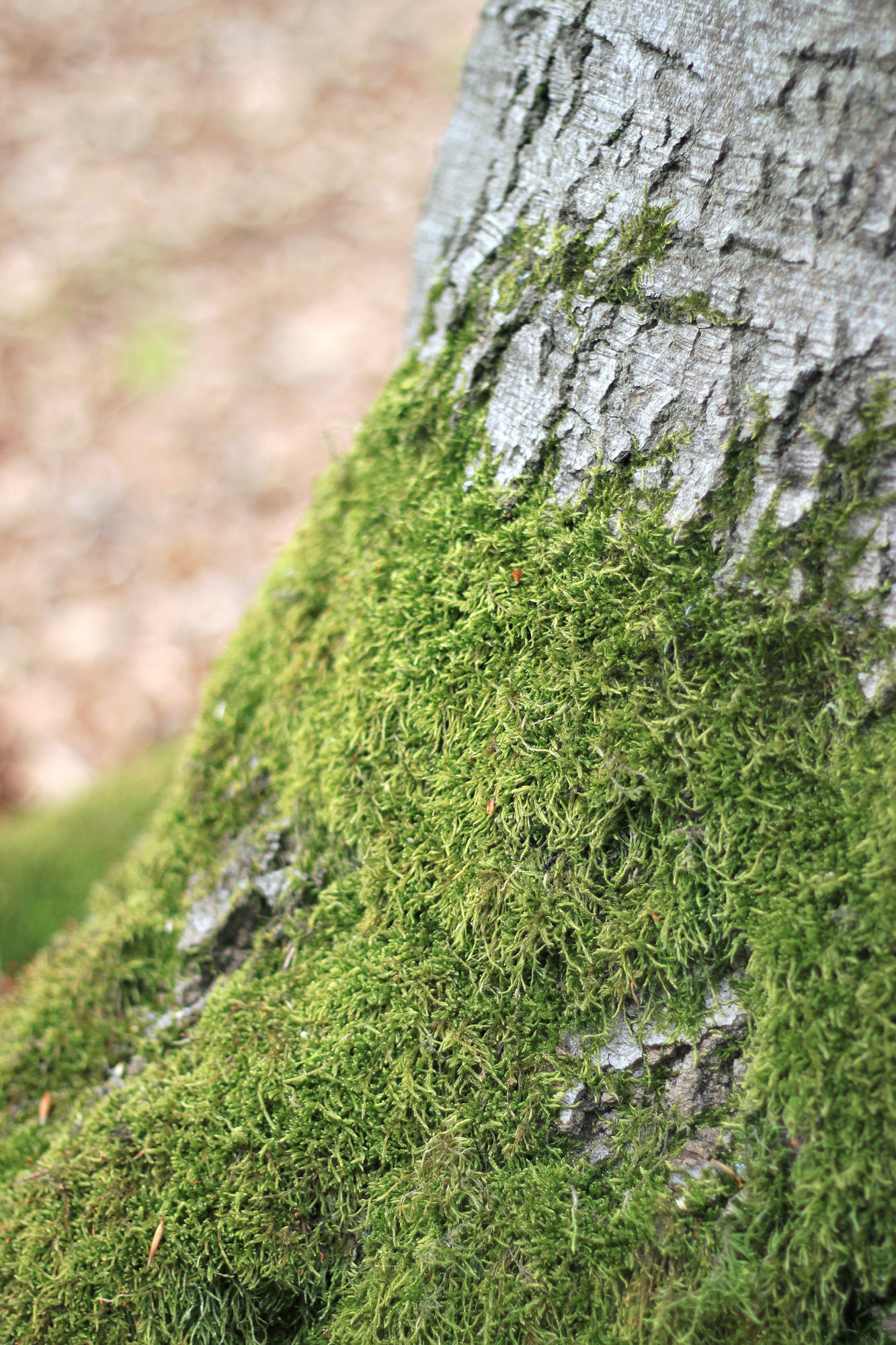 Moss Tree Trunk