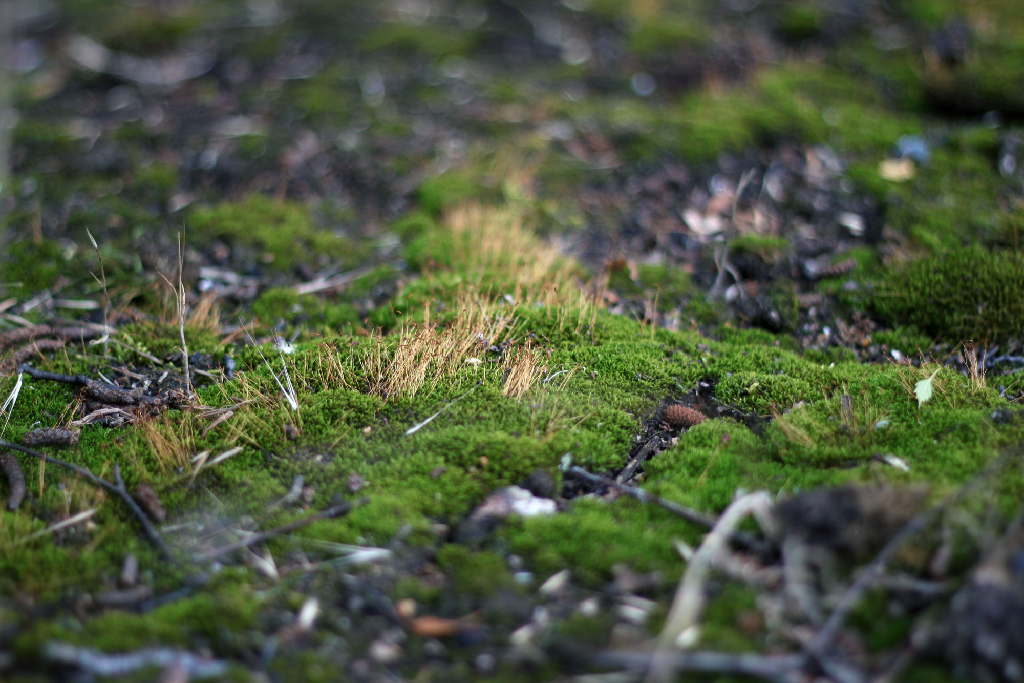 Swamp Forest Floor