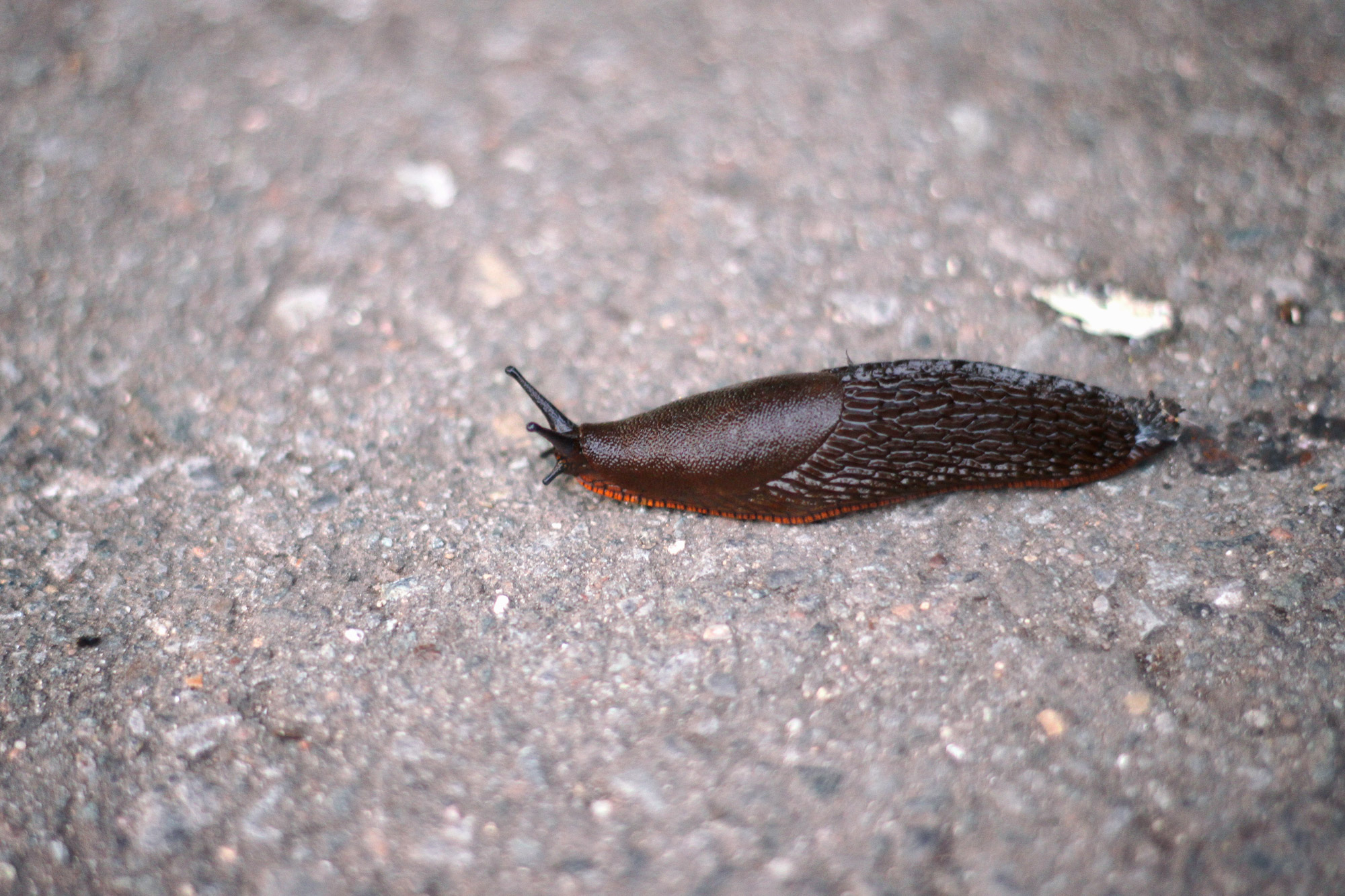 Garden Slug