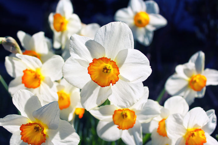 Blumenbilder Blumen Kostenlose Bilder Herunterladen Titania Foto