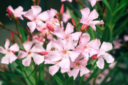 Oleander Blüten