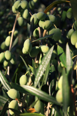 Olivenbaum grüne Oliven