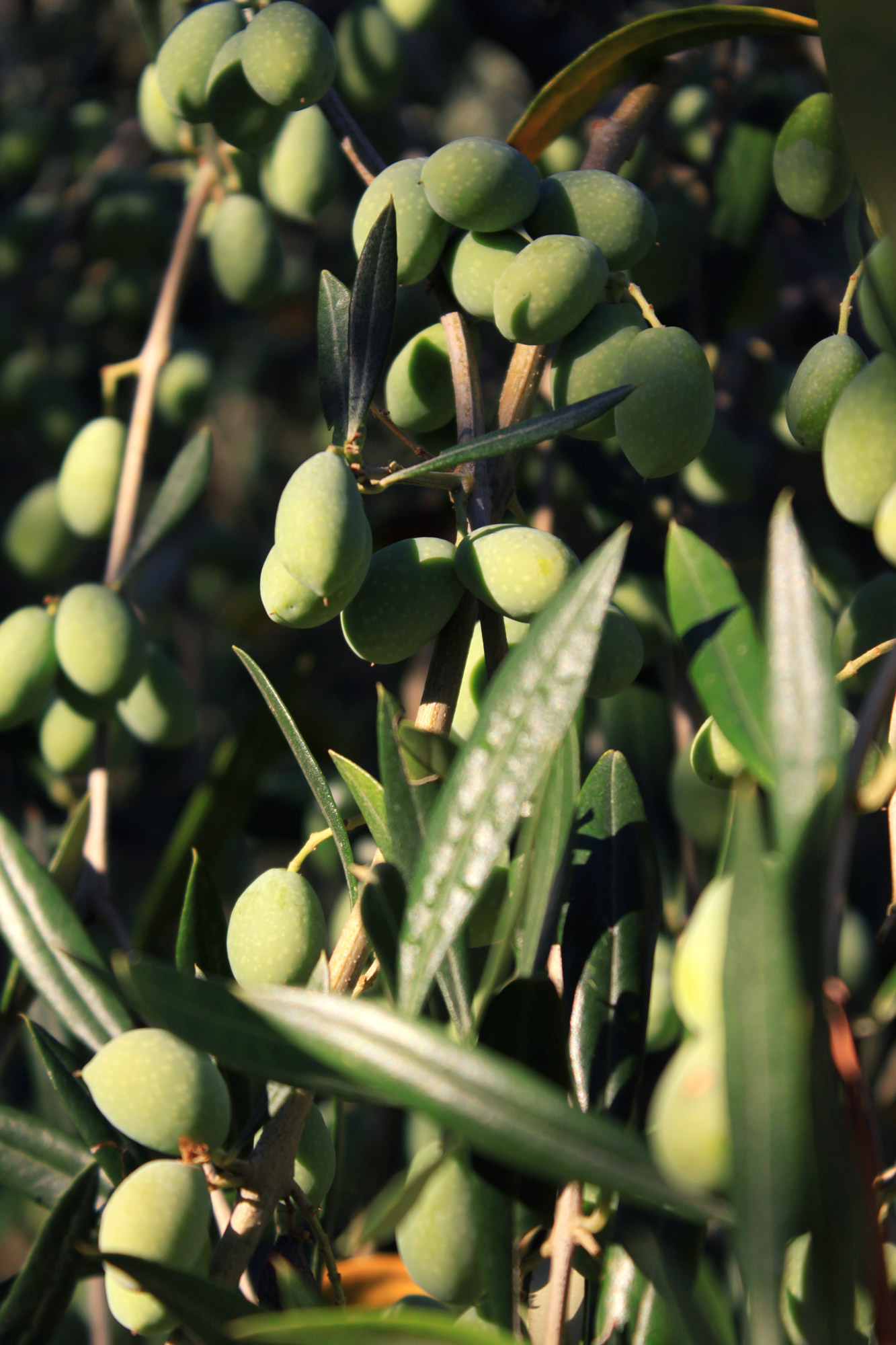 Green Olive Tree