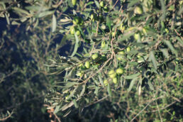 Olivenbaum Oliven