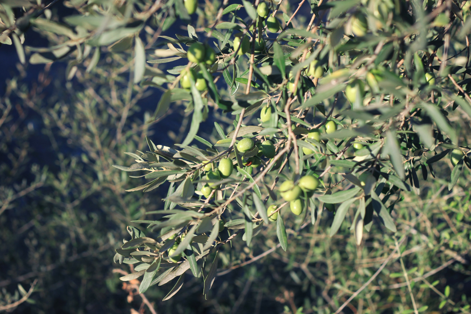 Olivenbaum Oliven
