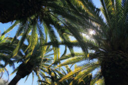 Palmenblätter Sonne