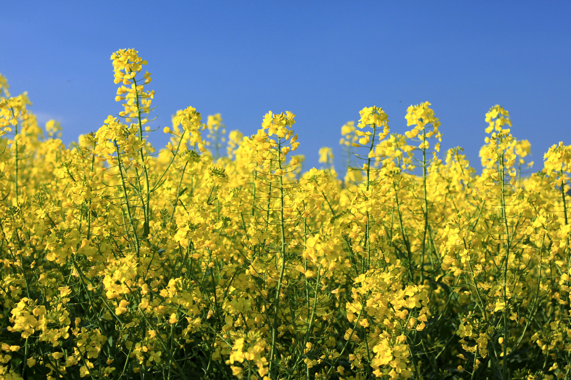 Canola Field Blossoms