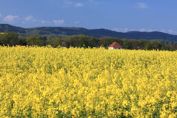 Haus Rapsfeld