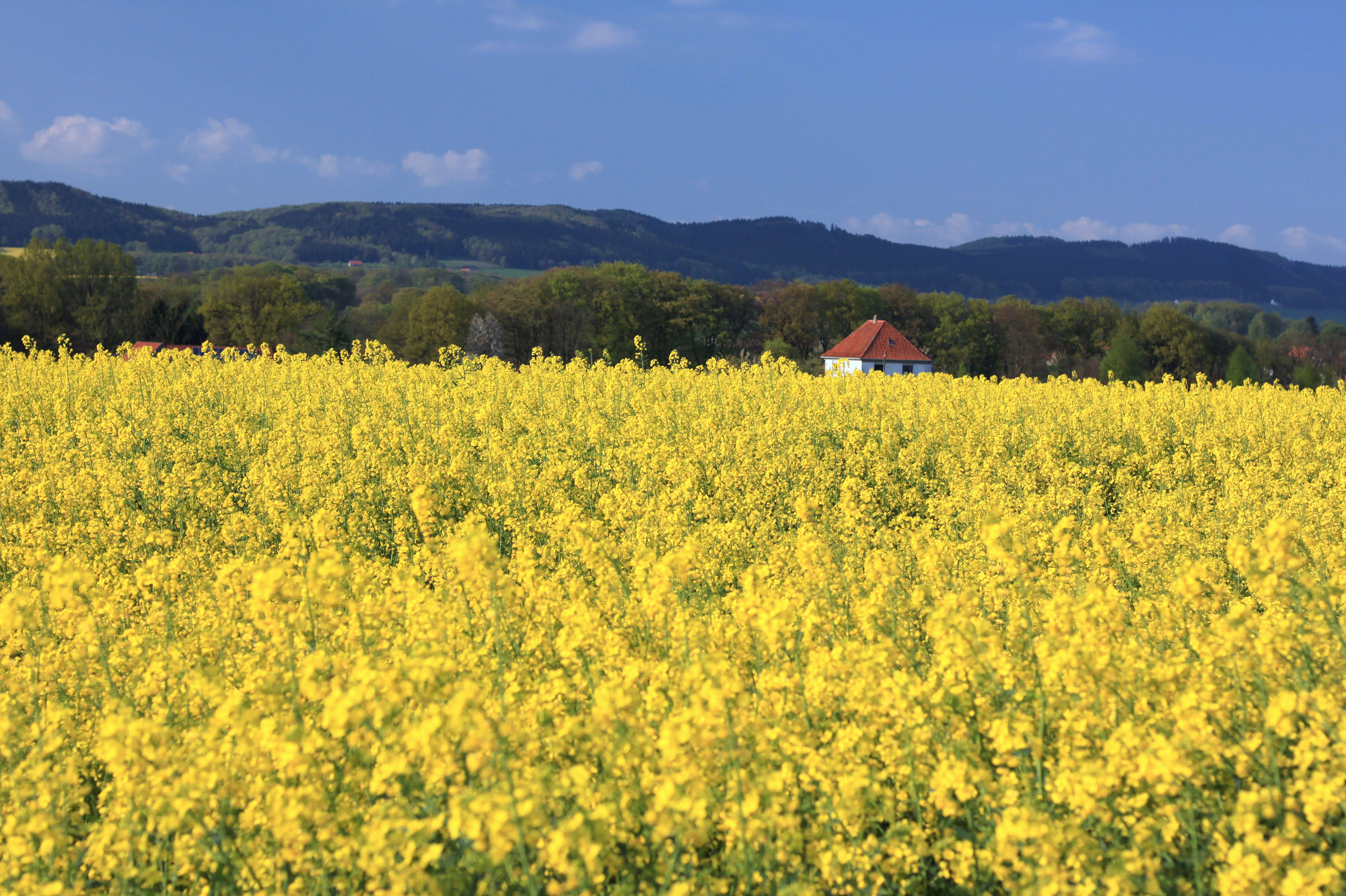 House Canola Field