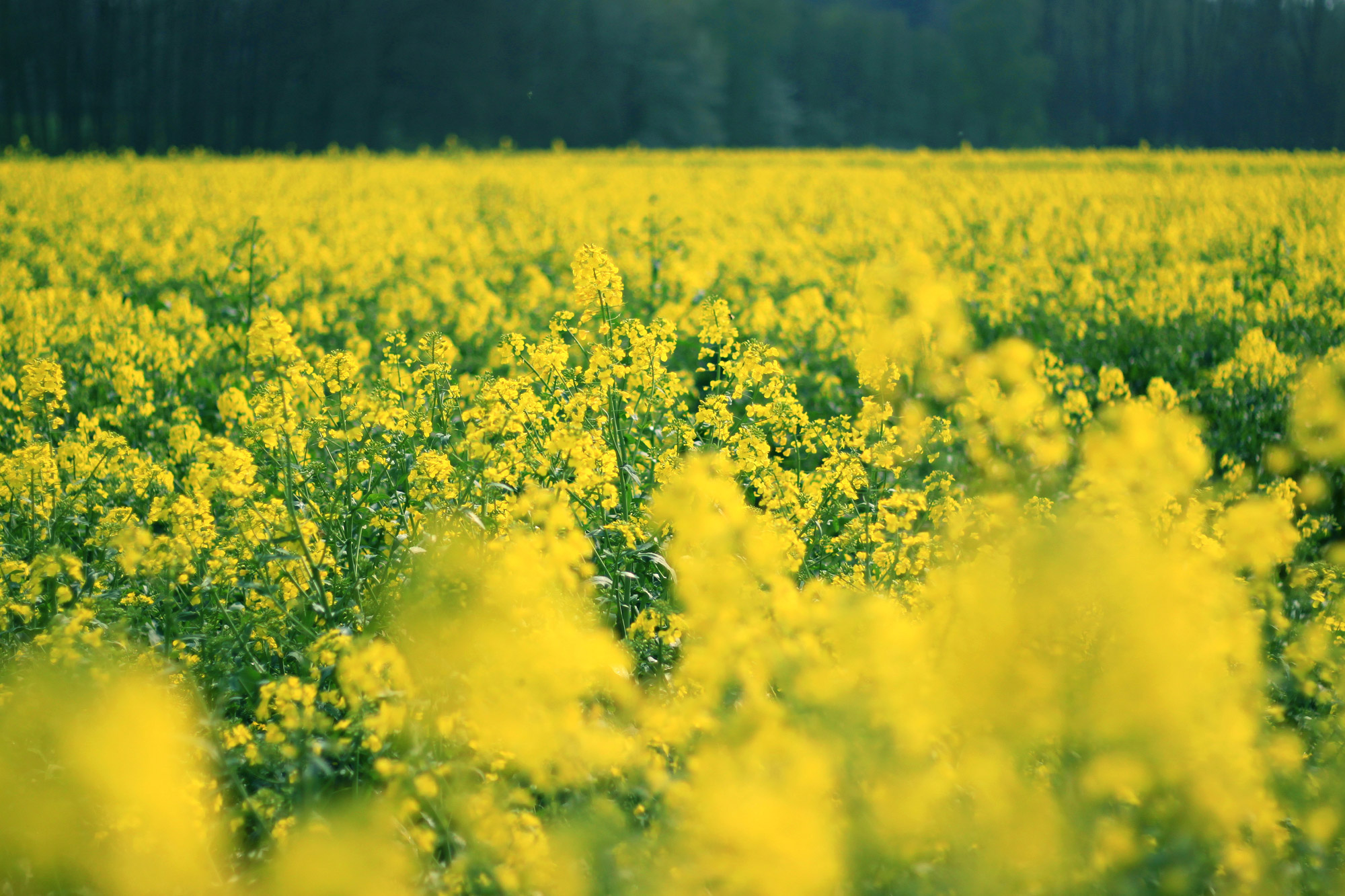 Canola Field