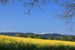 Rapsfeld Wiehengebirge