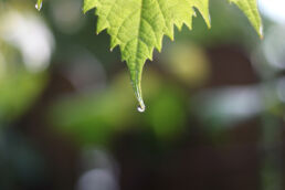 Regentropfen Blatt