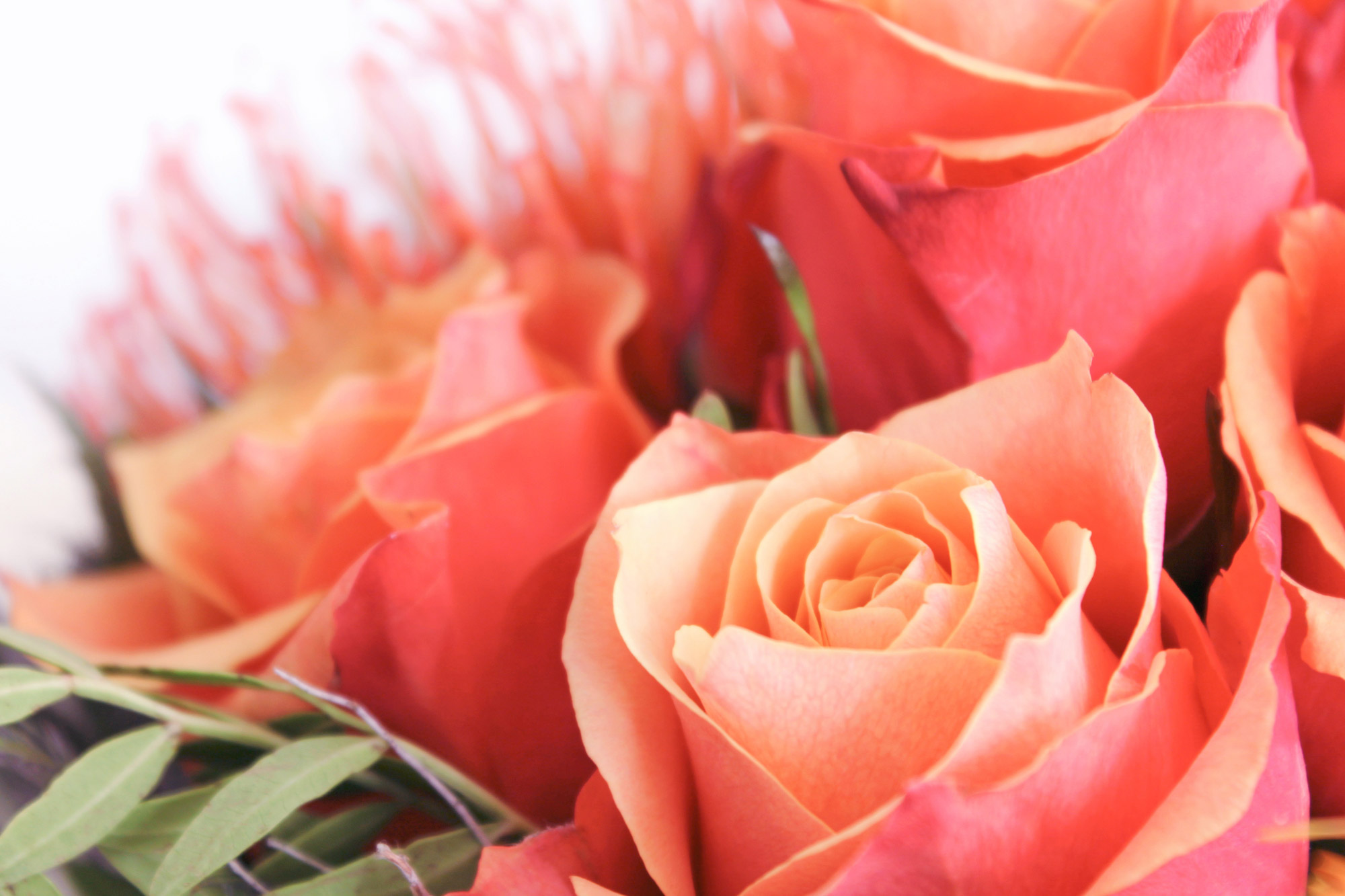 Rosen Blumenstrauß