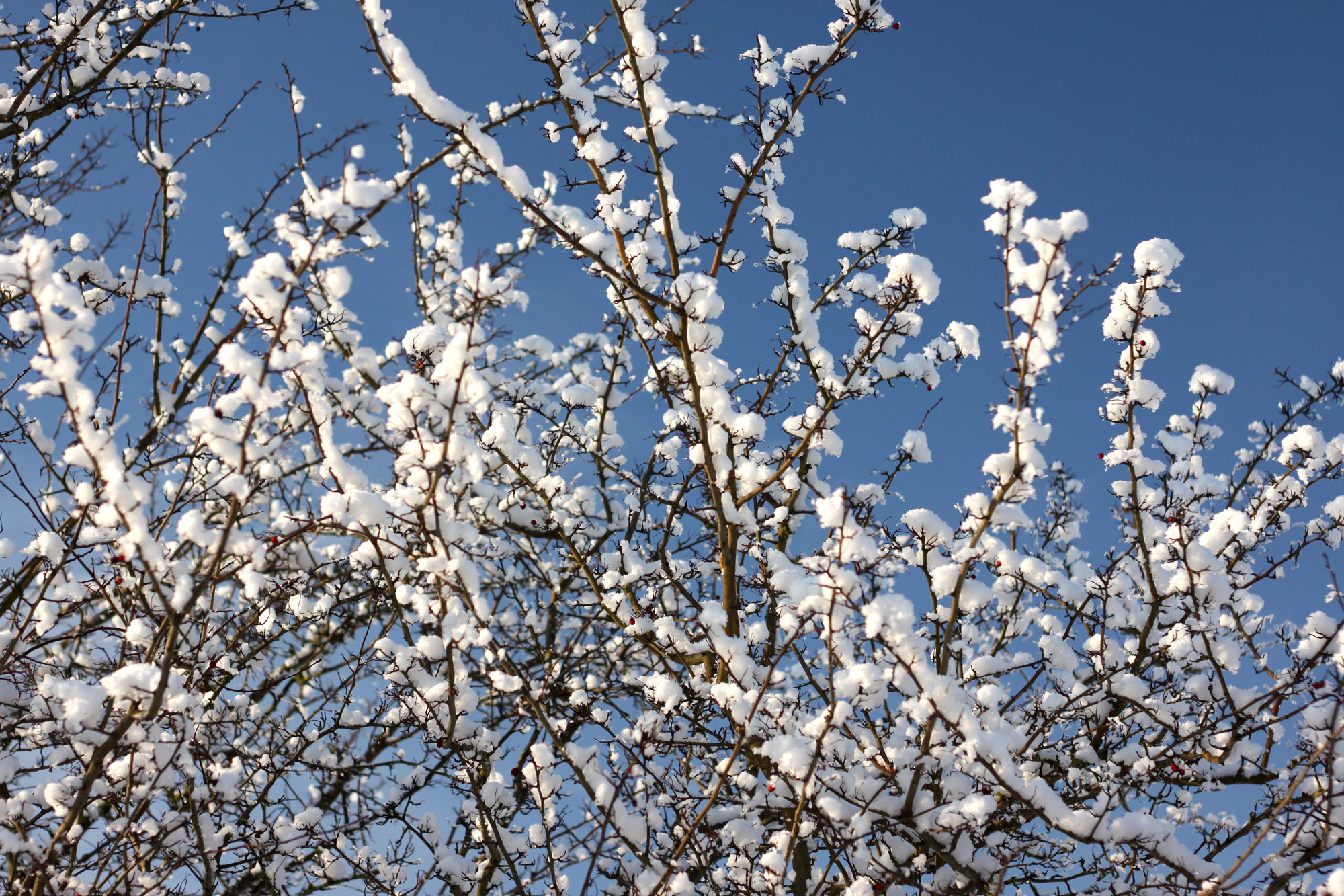 Snow Branches