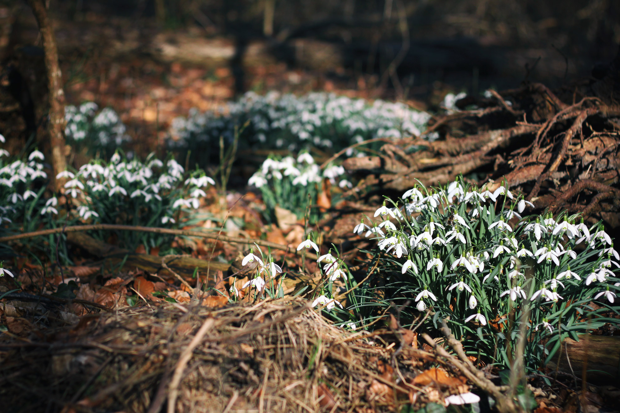 Schneeglöckchen Wald