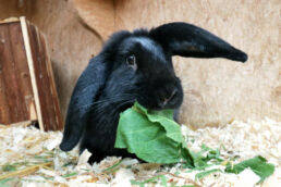 Schwarzes Kaninchen