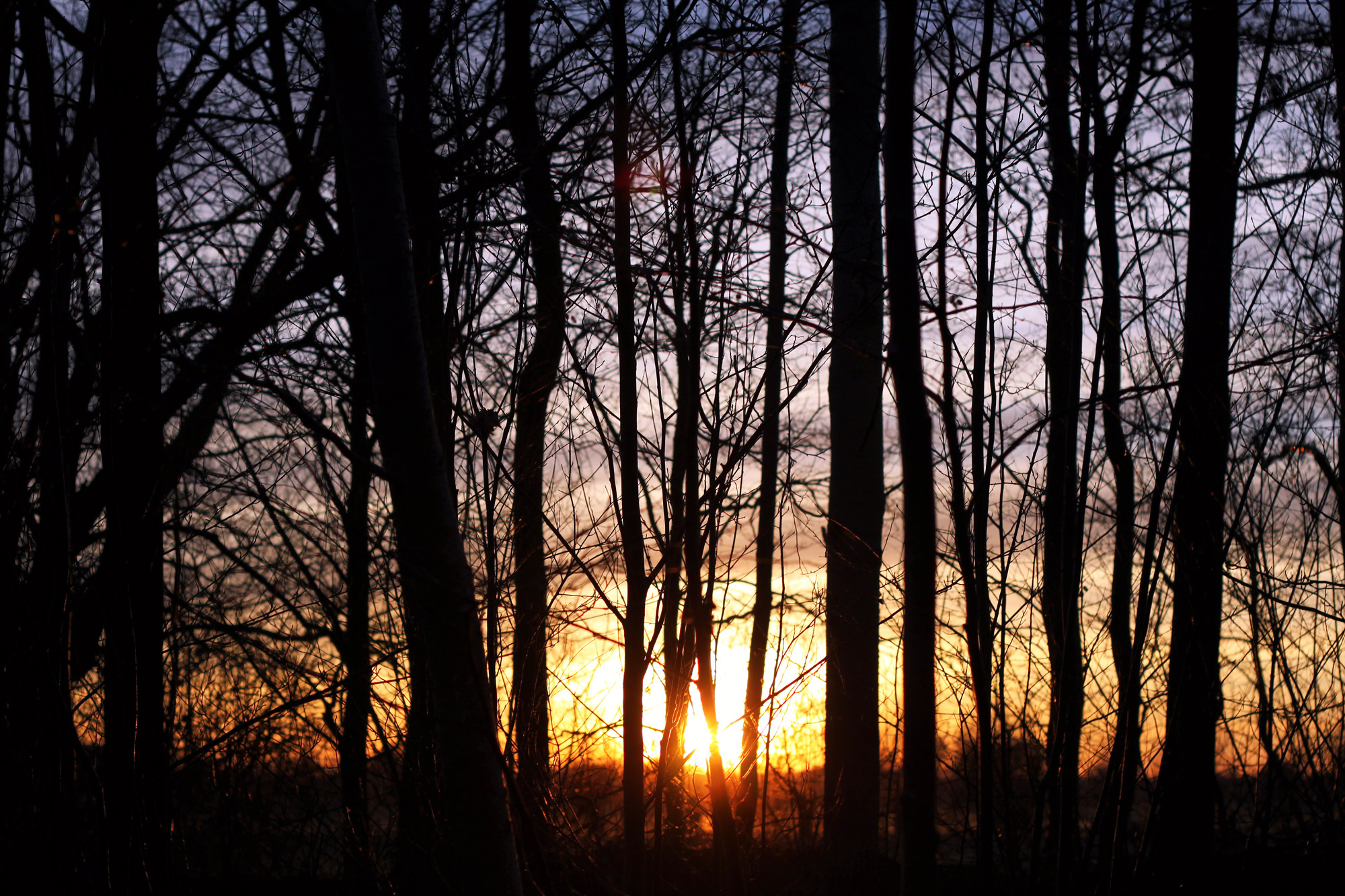 Sonnenuntergang Bäume