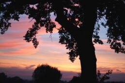 Sonnenuntergang Baum